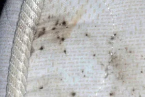 punaise de lit paris, extermination punaise de lit, traitement punaise paris, anti nuisibles , deratisation , deratiseur , insecticide