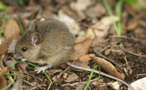 traitement anti rat, rongeur , deratisation paris, deratiseur expert, extermination de souris, anti nusibles