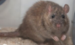 traitement anti rat, rongeur , deratisation paris, deratiseur expert, extermination de souris, anti nusibles, rat , mulos